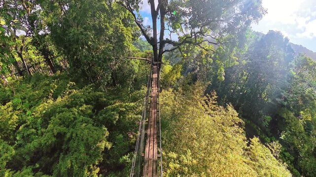 Suspension bridge offering a breathtaking canopy walk experience high above a lush rainforest environment in Jardin de Balata, inviting exploration of tropical nature in Fort-de-France, Martinique