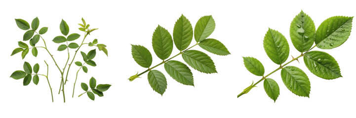 Fototapeta premium Set of Fresh Green Rose Leaves and Stems Isolated on White Background
