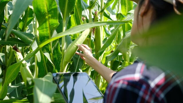 Woman farmer inspecting corn crop with digital tablet, analyzing plant health and growth data, showing modern agriculture technology and smart farming