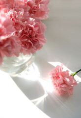 Close up of gentle pink color carnations flowers on abstract light background. beautiful floral image for greeting card design for Mother's Day, Birthday. romantic, love vibes. soft focus. top view