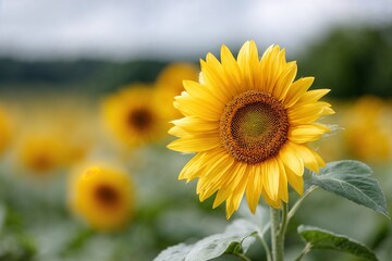 Obraz premium Bright sunflower in field with blurred background