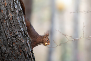 Obraz premium Red Squirrel Descending to Forest Floor to Bury Found Food