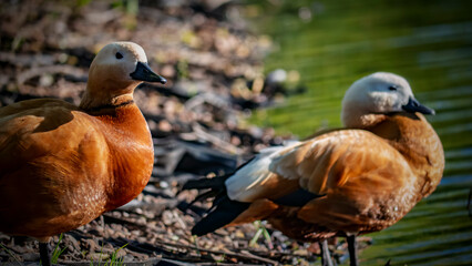 Two Ruddy Shelducks with Bright Orange Plumage Near Water's Edge