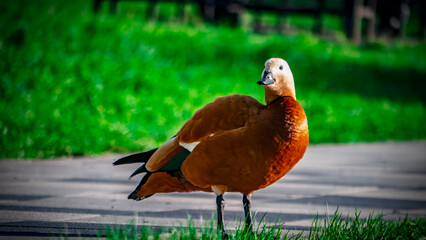 Vibrant Ruddy Shelduck Standing on Pavement Against Bright Green Bokeh Background