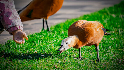 Child Feeding Ruddy Shelduck Duck with Seeds on Bright Green Grass
