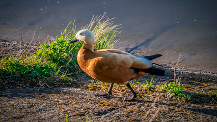 Ruddy Shelduck Walking by Dark Water in Sunlight