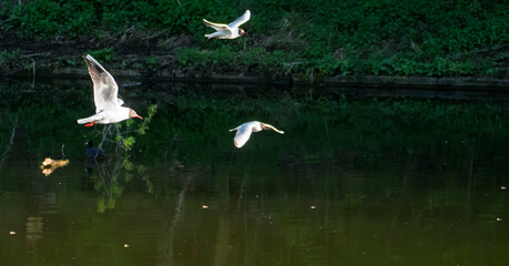 Three Black-headed Gulls Flying Over Dark Water with Lush Green Background