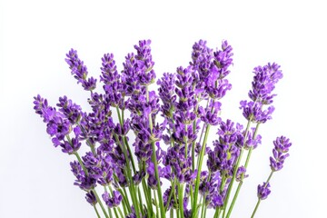 Obraz premium Vibrant lavender blooms against a clean white background
