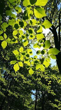Serene vertical view of lush green leaves under bright sunlight. Nature showcases vibrant foliage in peaceful forest setting. Bright atmosphere enhances tranquility and relaxation.