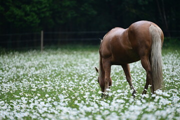 Pferd grast friedlich auf einer blühenden Wiese © Grubärin