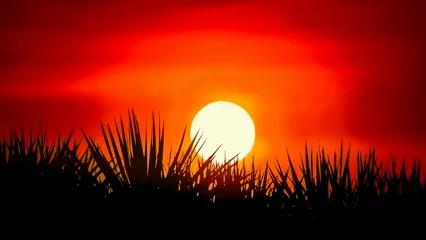 Fototapeten Rot sunset in the grass  © JAROSOLA