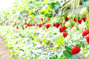 Hydroponic farming of strawberries in a greenhouse