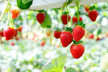 Hydroponic farming of strawberries in a greenhouse