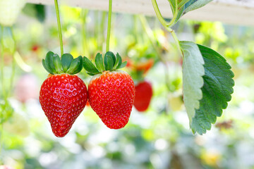 Hydroponic farming of strawberries in a greenhouse