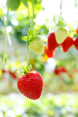 Fresh ripe strawberries growing on bushes in a modern greenhouse, hydroponic or vertical farm