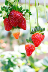 Fresh ripe strawberries growing on bushes in a modern greenhouse, hydroponic or vertical farm