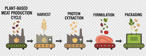 Plant-based meat production cycle vector illustration showing 5 distinct steps. Includes harvest, protein extraction, formulation, and packaging processes. Created in a flat