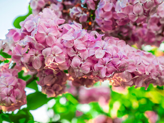 Close-up of Soft Pink Lilac Flowers in Sunlight with Vibrant Bokeh Background