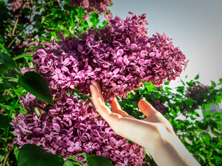 Gentle Touch on Purple Lilac Flowers Against Bright Sky