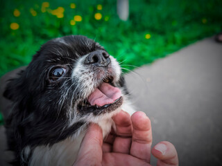 Close-up of happy long-haired Chihuahua being gently petted outdoors