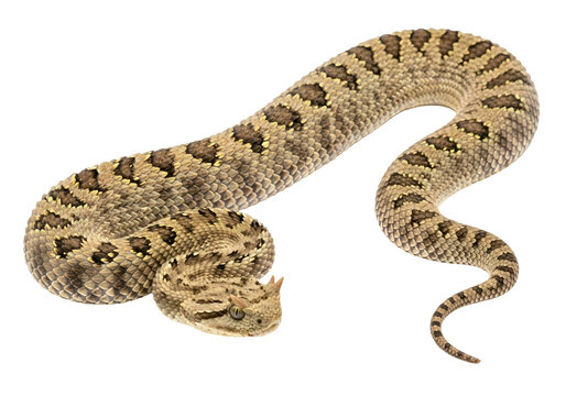 Close-up of a Speckled Ball Python Snake with Coiled Body