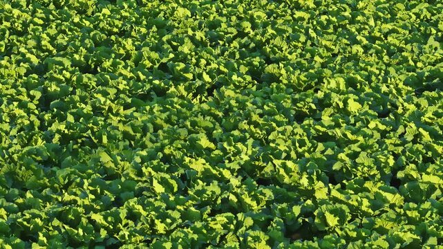 Chinese cabbage ripening in Northeast China this autumn