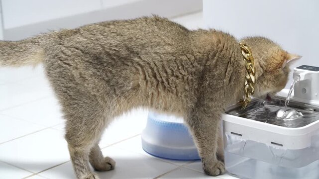 Cat Gold Chain Drinking Water Fountain Pet Indoor Domestic Hydration Feline White Tile Floor Cute Short Hair Brown Fur Clean Modern Home Healthy Animal Luxury Accessory Whisker Thirsty Lifestyle
