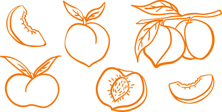 orange peach line art elements set isolated on white background hand drawn fruit contour for logo and label design