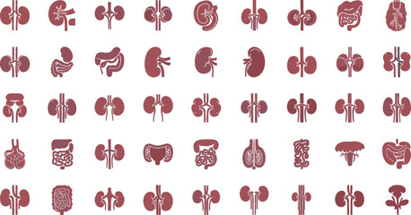 Detailed illustrations of human kidney and digestive system organs