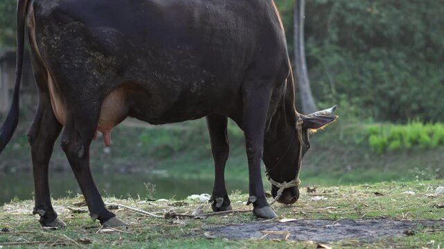 Indian Cow Grazing in Rural Field Natural Dairy Farming Scene. Black Cow Grazing Outdoors Livestock Farming. Domestic Cow Eating Grass.
