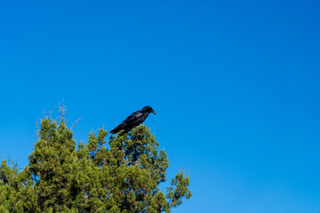 Sky Sentinel: A Raven Against the Endless Blue