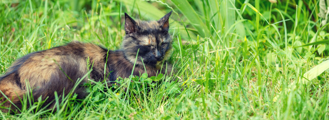 Obraz premium Cat sleeping on the grass in the garden