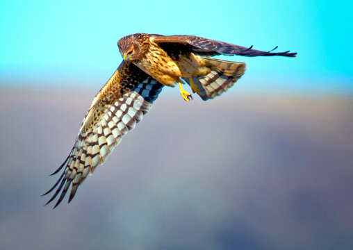 Northern Harrier, Bodega Bay