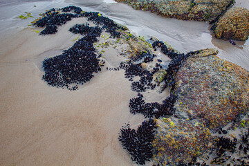 mariscos na área Praia das Bananeiras ao lado da praia Grande cidade de Governador Celso Ramos Santa Catarina Brasil região da Grande Florianopolis  © Fotos GE
