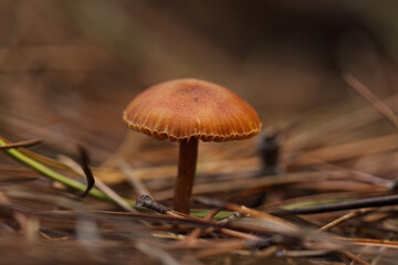 Mushroom with brown cap, small mushroom surrounded by pine needles, reddish mushroom, forest floor, mycelium , bokeh in the background
