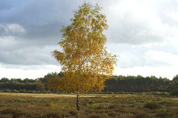 A tall birch tree in the sunshine, a solitary birch with yellow leaves, a forest in the distance, a dramatic sky with dark storm clouds, a lonely birch, tranquility in the landscape, a wild meadow © Rebecca