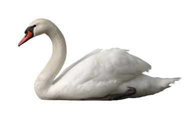 Obraz premium A white swan with an orange beak rests on a dark background isolated on a transparent background bird