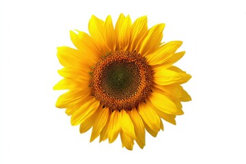 Naklejka premium Bright yellow sunflower bloom on white background