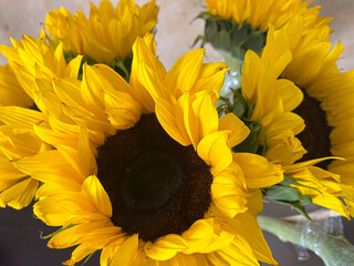 Bright yellow sunflowers bouquet close up with natural light