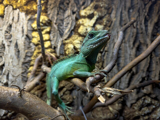 Chinese Water Dragon (Physignathus cocincinus) &ndash; green lizard sitting on a branch, close-up wildlife portrait