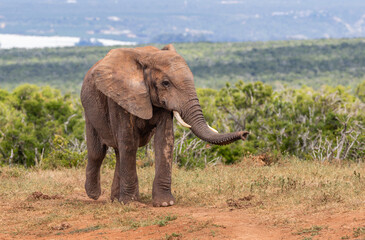 Obraz premium Elephant walking in a footpath with the trunk smelling the air.