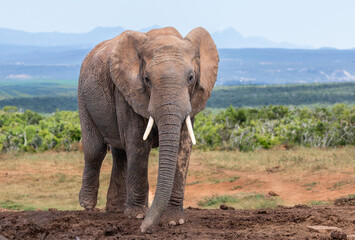 Obraz premium Closeup front view of an elephant at a mud pool