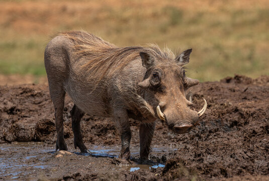 Portrait of a warthog with big tusks in a mud pool