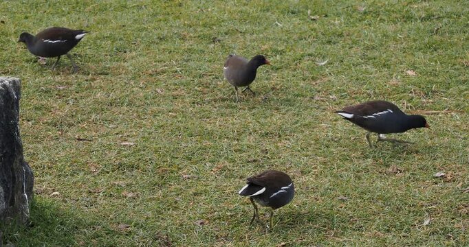 (Gallinula chloropus) Un groupe de gallinules poules-d'eau  picorant fr&eacute;n&eacute;tiquement et d&eacute;fendant &acirc;prement leur nourriture v&eacute;g&eacute;tale sur une prairie verdoyante
