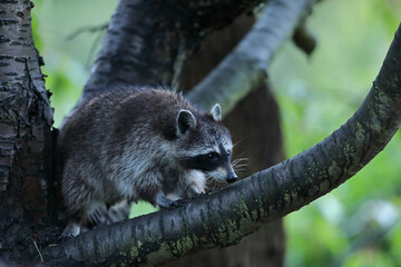 Szop pracz, szop amerykański, (Procyon lotor), raccoon © Bartosz Rakoczy