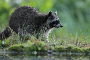 Szop pracz, szop amerykański, (Procyon lotor), raccoon © Bartosz Rakoczy