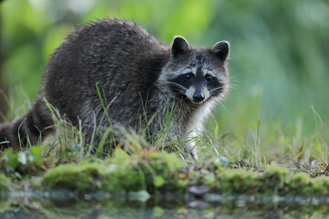 Szop pracz, szop amerykański, (Procyon lotor), raccoon © Bartosz Rakoczy