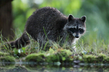 Szop pracz, szop amerykański, (Procyon lotor), raccoon © Bartosz Rakoczy
