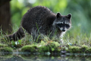 Szop pracz, szop amerykański, (Procyon lotor), raccoon © Bartosz Rakoczy