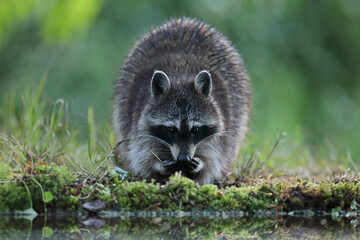 Szop pracz, szop amerykański, (Procyon lotor), raccoon © Bartosz Rakoczy